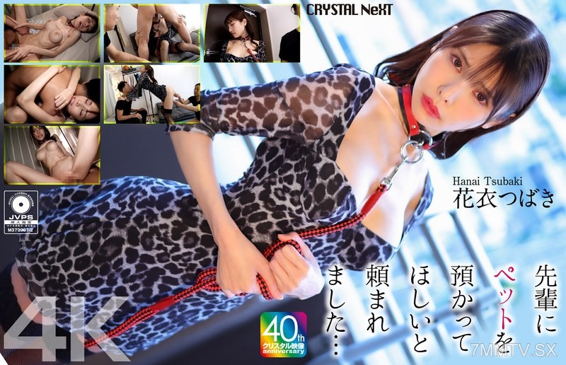 CRNX-254 【4K】I was asked by my senior to take care of their pet… Hanagoromo Sakura